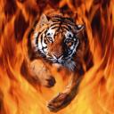 tigre-image-animee-0043