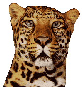 tigre-image-animee-0047