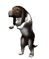 basset-image-animee-0042