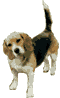 beagle-image-animee-0010
