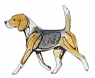 beagle-image-animee-0028
