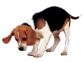 beagle-image-animee-0031