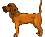 limier-image-animee-0002