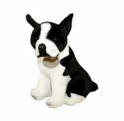 boston-terrier-image-animee-0005