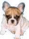 bulldog-image-animee-0019