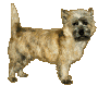 cairn-terrier-image-animee-0002