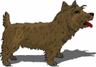 cairn-terrier-image-animee-0009