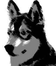 husky-image-animee-0002