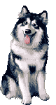 husky-image-animee-0004