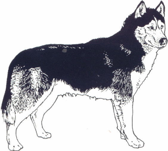 husky-image-animee-0017