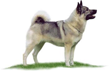 husky-image-animee-0027