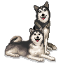 husky-image-animee-0033