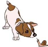 jack-russel-terrier-image-animee-0001