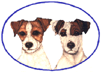 jack-russel-terrier-image-animee-0006