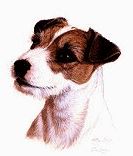 jack-russel-terrier-image-animee-0021