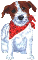 jack-russel-terrier-image-animee-0022