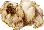 pekinois-image-animee-0001