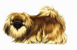 pekinois-image-animee-0004