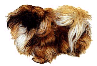 pekinois-image-animee-0005