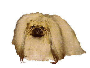 pekinois-image-animee-0007