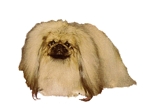 pekinois-image-animee-0007