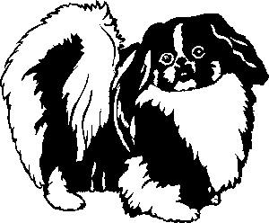 pekinois-image-animee-0009