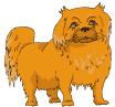 pekinois-image-animee-0010