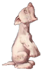 chiot-image-animee-0033