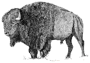 bison-image-animee-0006