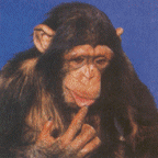 singe-image-animee-0276