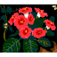 abeille-image-animee-0118