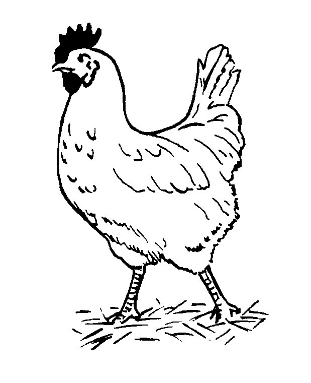 coloriage-poulet-image-animee-0019