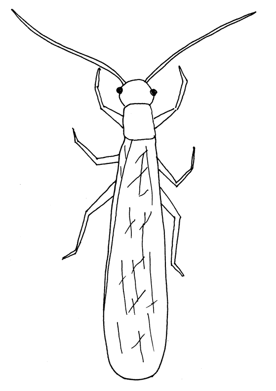 coloriage-insecte-image-animee-0001