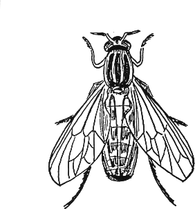 coloriage-insecte-image-animee-0009