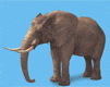 elephant-image-animee-0300