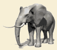 elephant-image-animee-0326