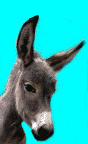 ane-et-baudet-image-animee-0081