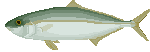 poisson-image-animee-0032