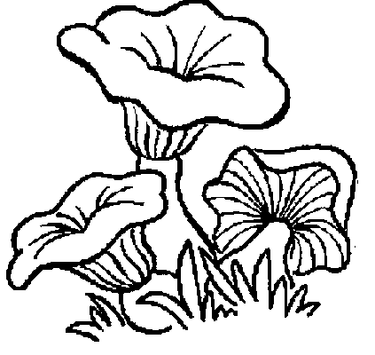 coloriage-champignon-image-animee-0025