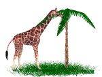 girafe-image-animee-0047