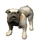 chien-image-animee-0218