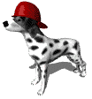 chien-image-animee-0223