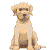 chien-image-animee-0514