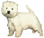 chien-image-animee-0657