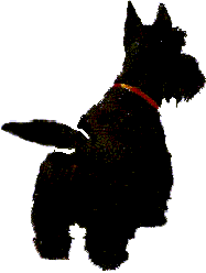 chien-image-animee-0708