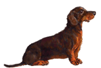 chien-image-animee-0759.gif