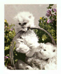 chat-image-animee-0168