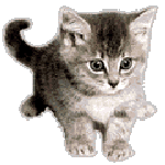 chat-image-animee-0216