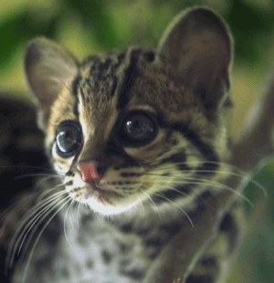 chat-image-animee-0392