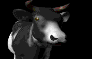 vache-image-animee-0229